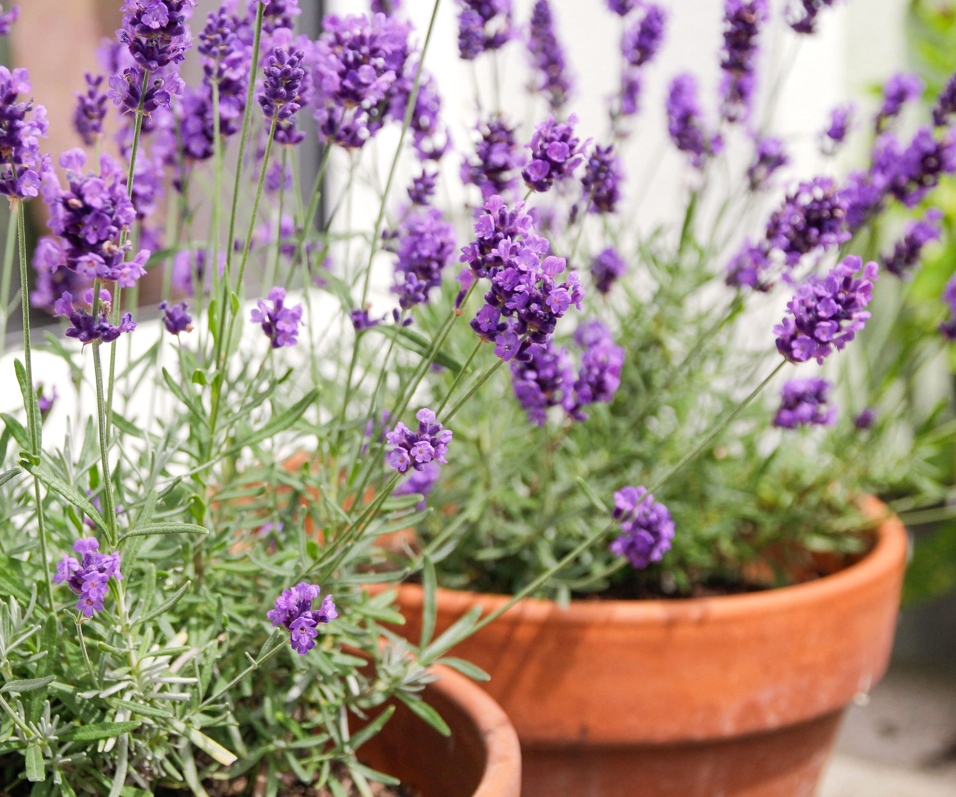 lavender plants in pots with purple flower heads