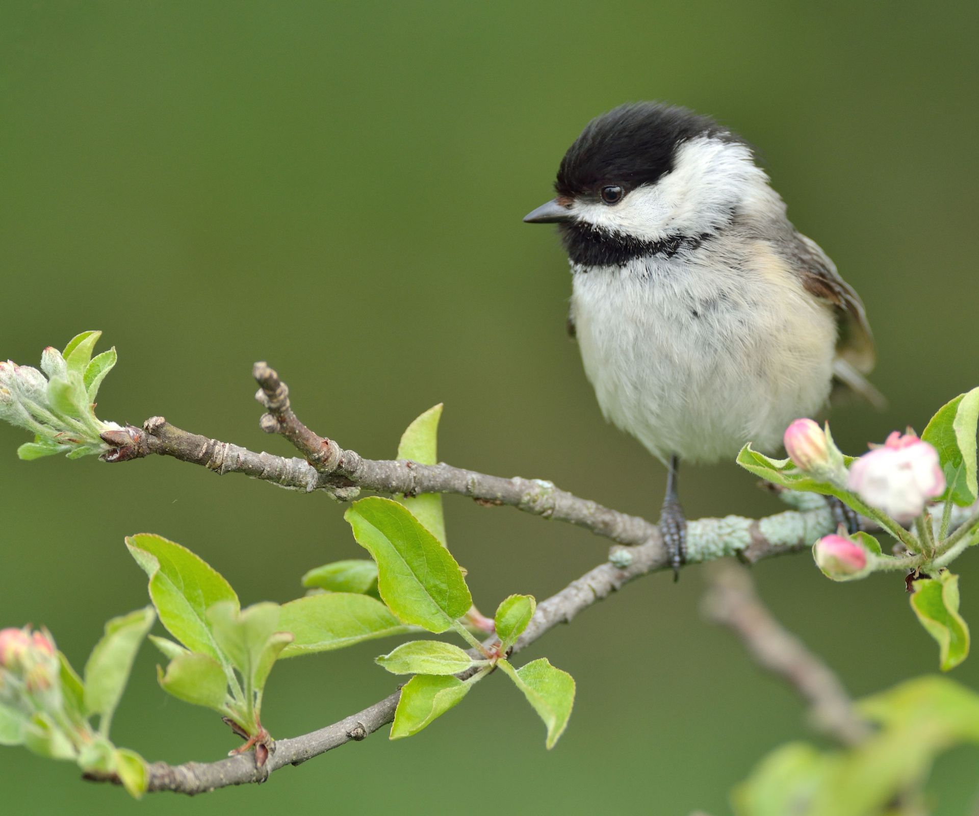 chickadee sitting on branches of flowering fruit tree