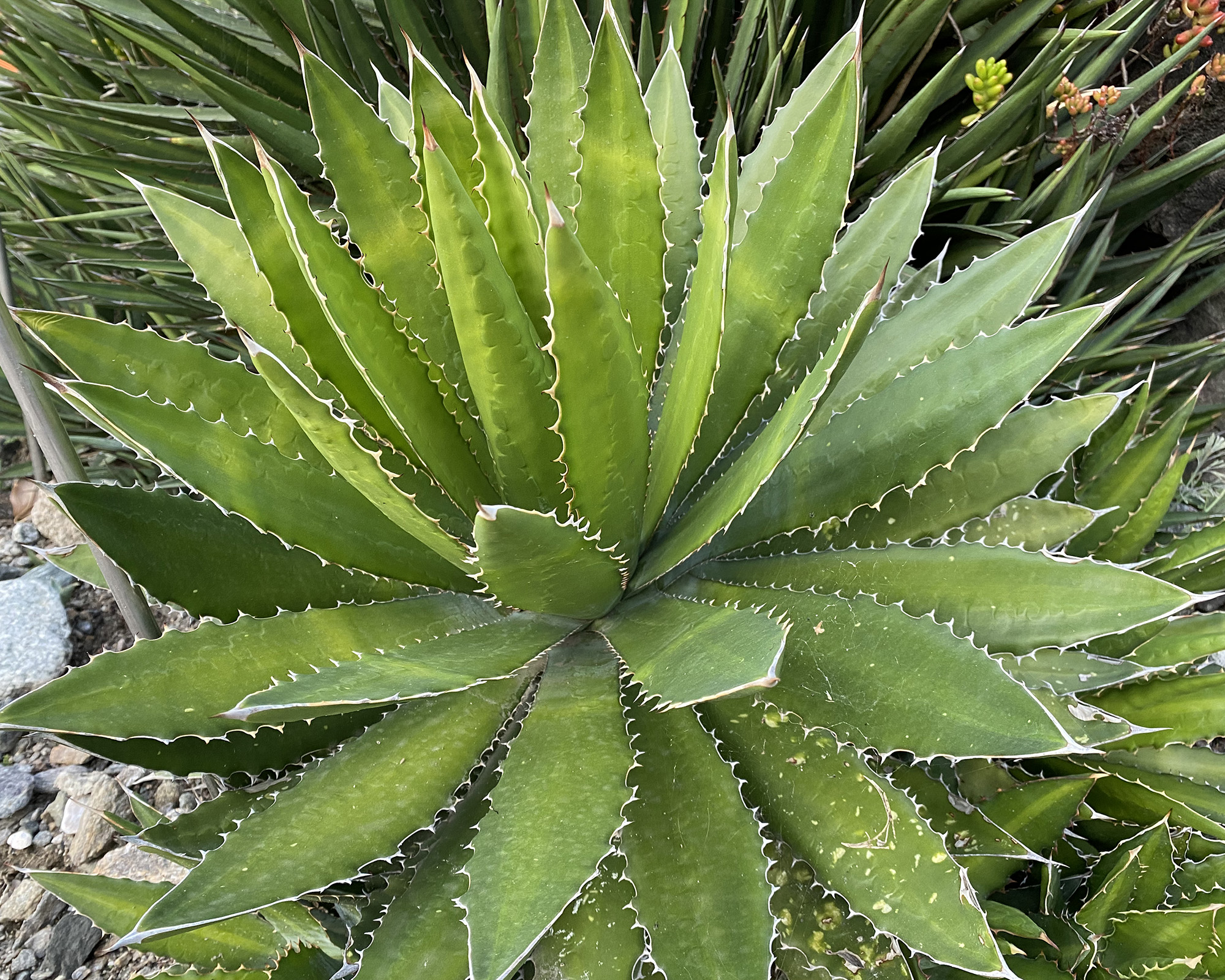 Agave lophantha (Agave univittata var. lophantha), Thorn-crested Agave, McKelvey's Agave