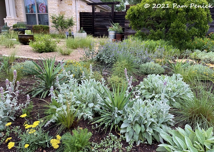 04_Lambs_ear_Yucca_Front_garden.jpg