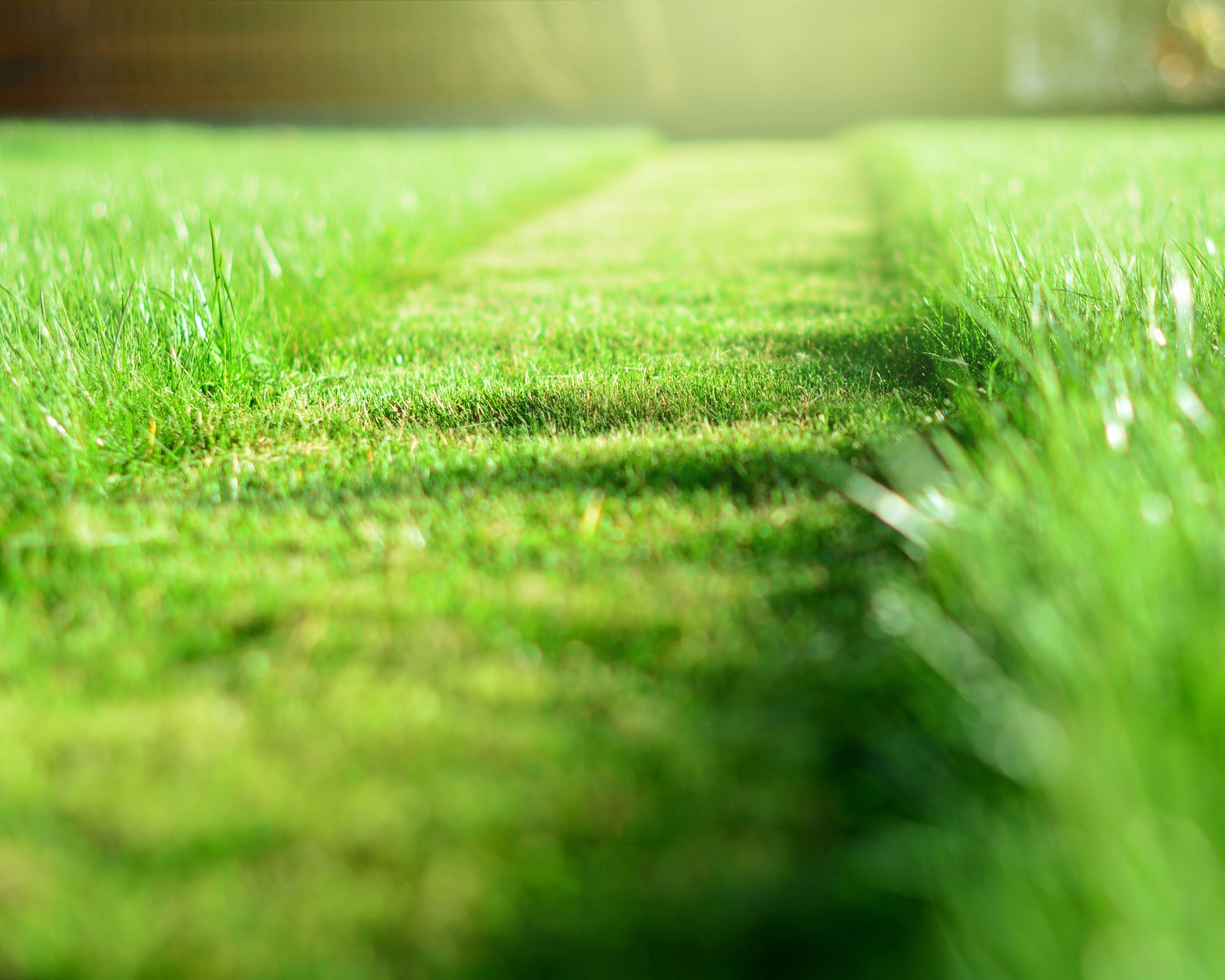 mown strip of lawn showing different grass lengths