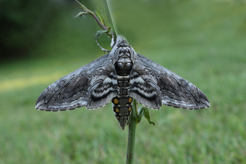 hawkmoth