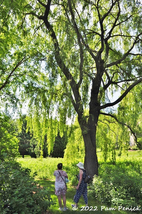 17_People_walking_under_willow.jpg