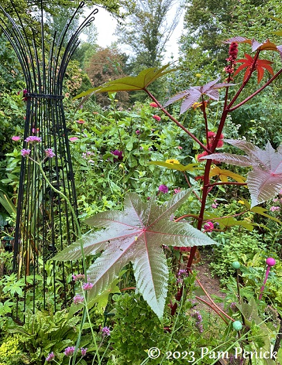 11_Castor_bean_plant.jpg