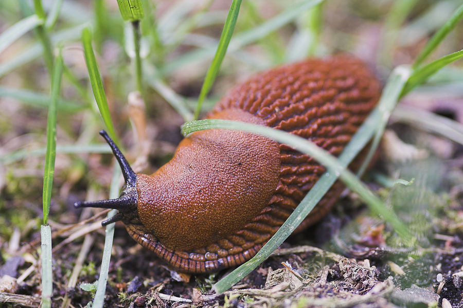 Slug-feeding-in-garden.jpg