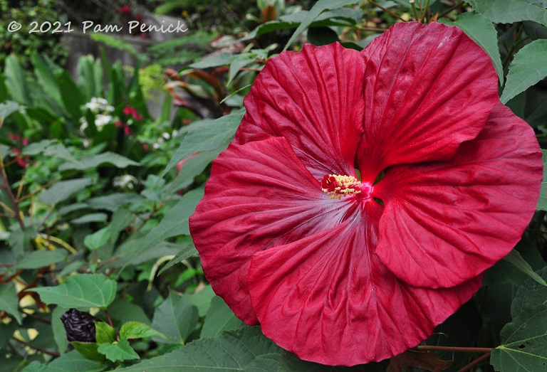 50_Red_hibiscus.jpg