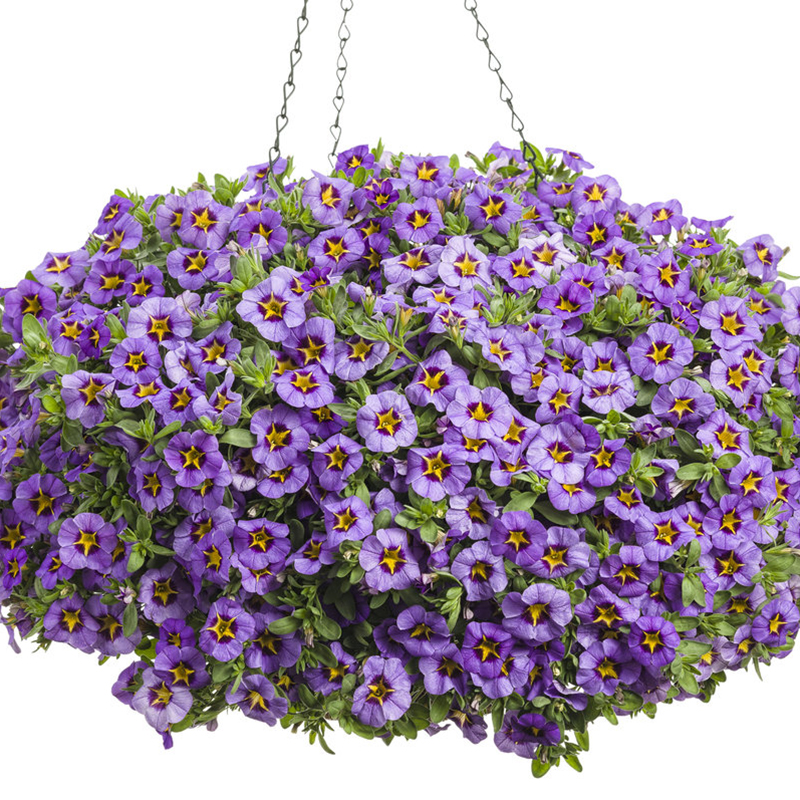 Superbells® Evening Star Calibrachoa