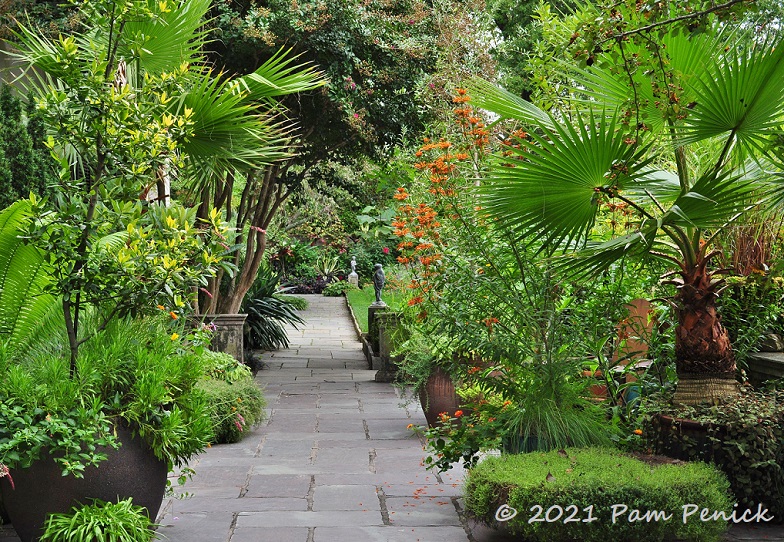 61_Palm_Lions_tail_Path.jpg