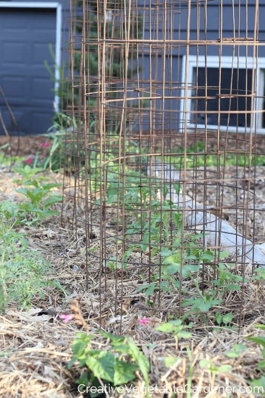 examples of tomato cages