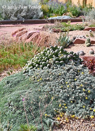 12_Crevice_garden_plants.jpg