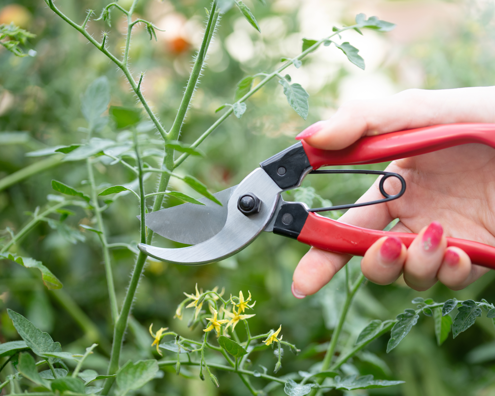 woman's hand pruning tomato plant