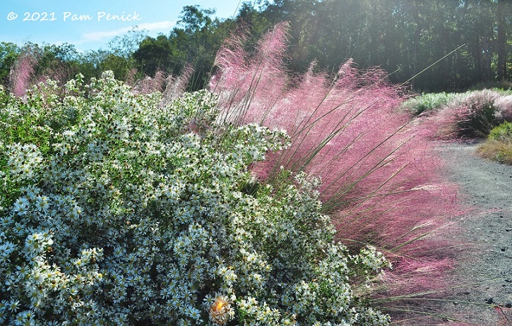 22_White_asters_Pink_muhly_grass.jpg
