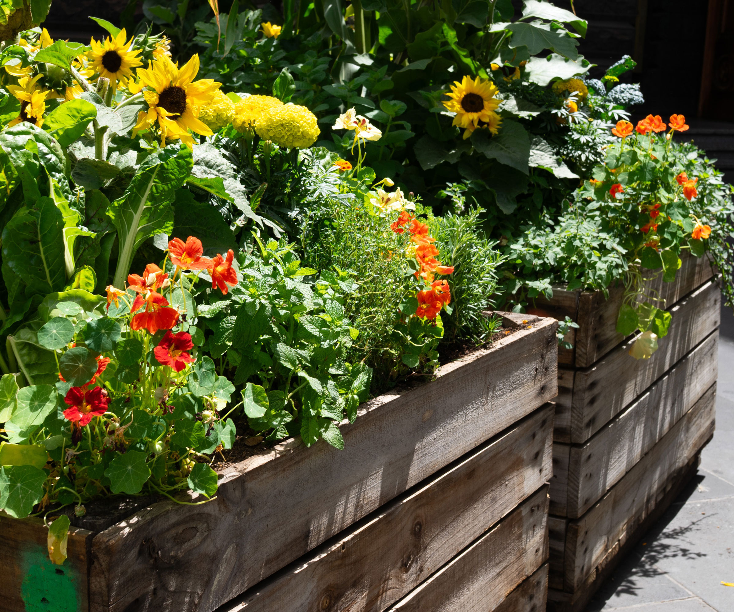 yellow sunflowers and orange nasturtiums growing in wooden raised beds