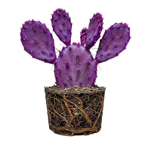 Purple Prickly Pear Cactus Live Plant in 3 Inch Potted, 4-8