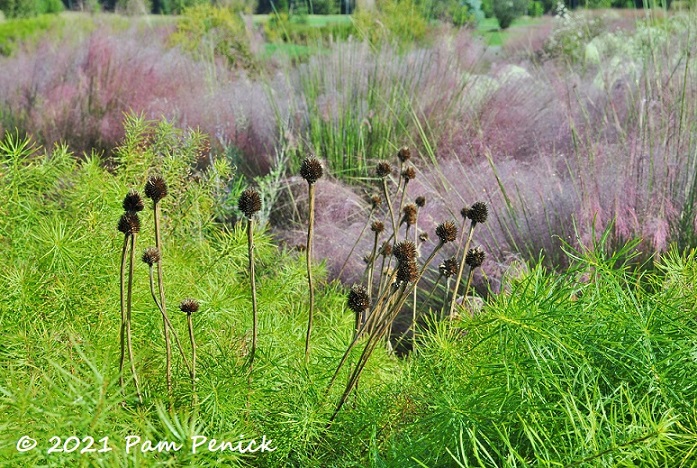 25_Pink_muhly_Seedheads_Amsonia.jpg