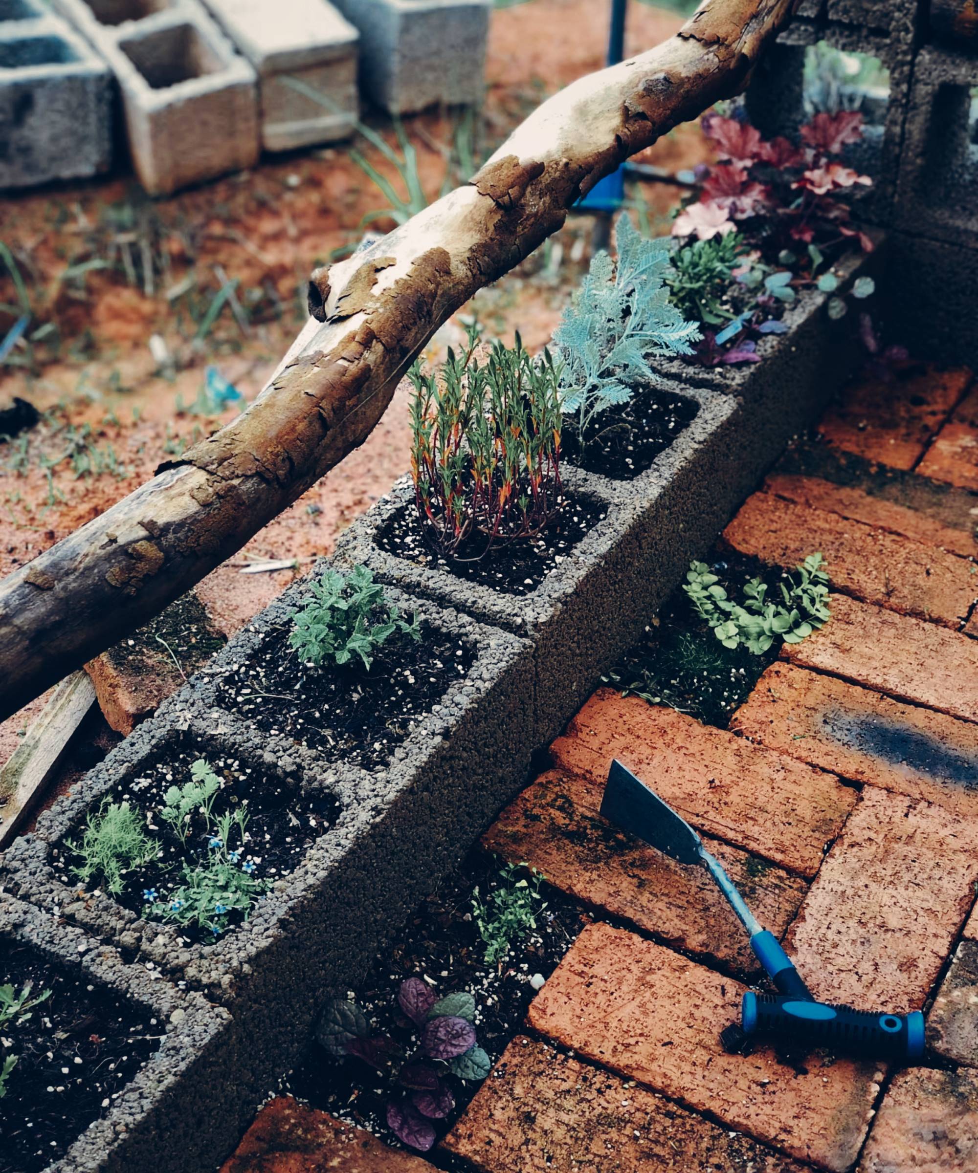 Plants growing out of cinder blocks