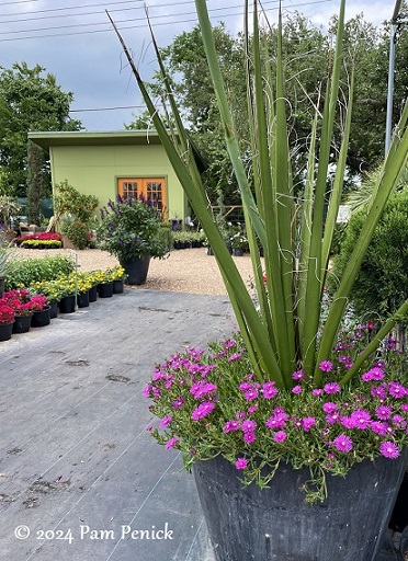 01_Ice_plant_Giant_hesperaloe.jpg