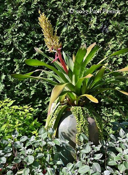 05_Bromeliad_pot.jpg