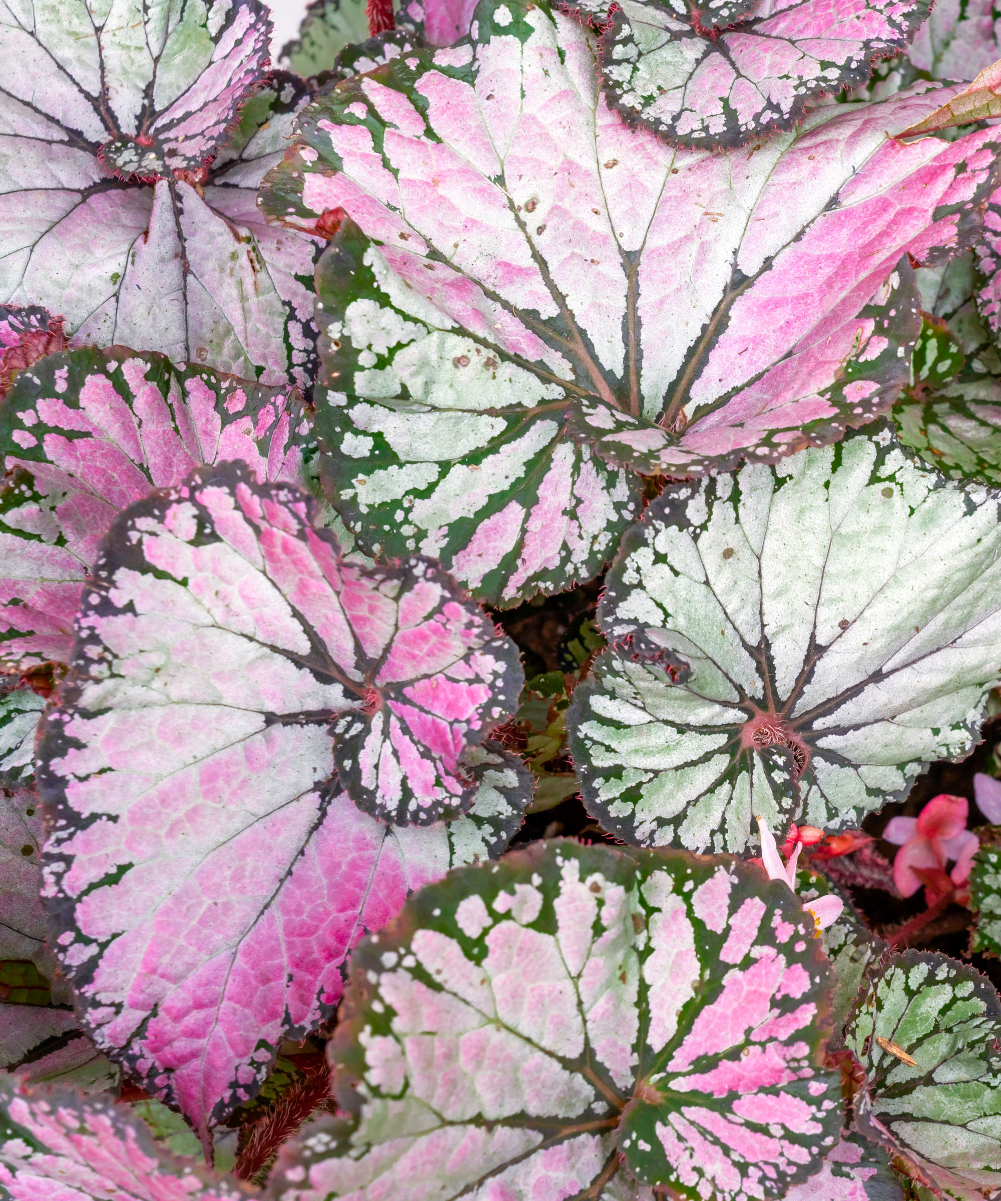 rex begonia showing silver and purple leaves