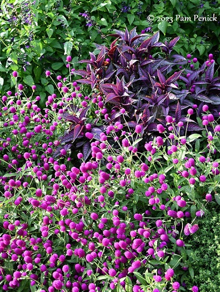 30_Gomphrena.jpg