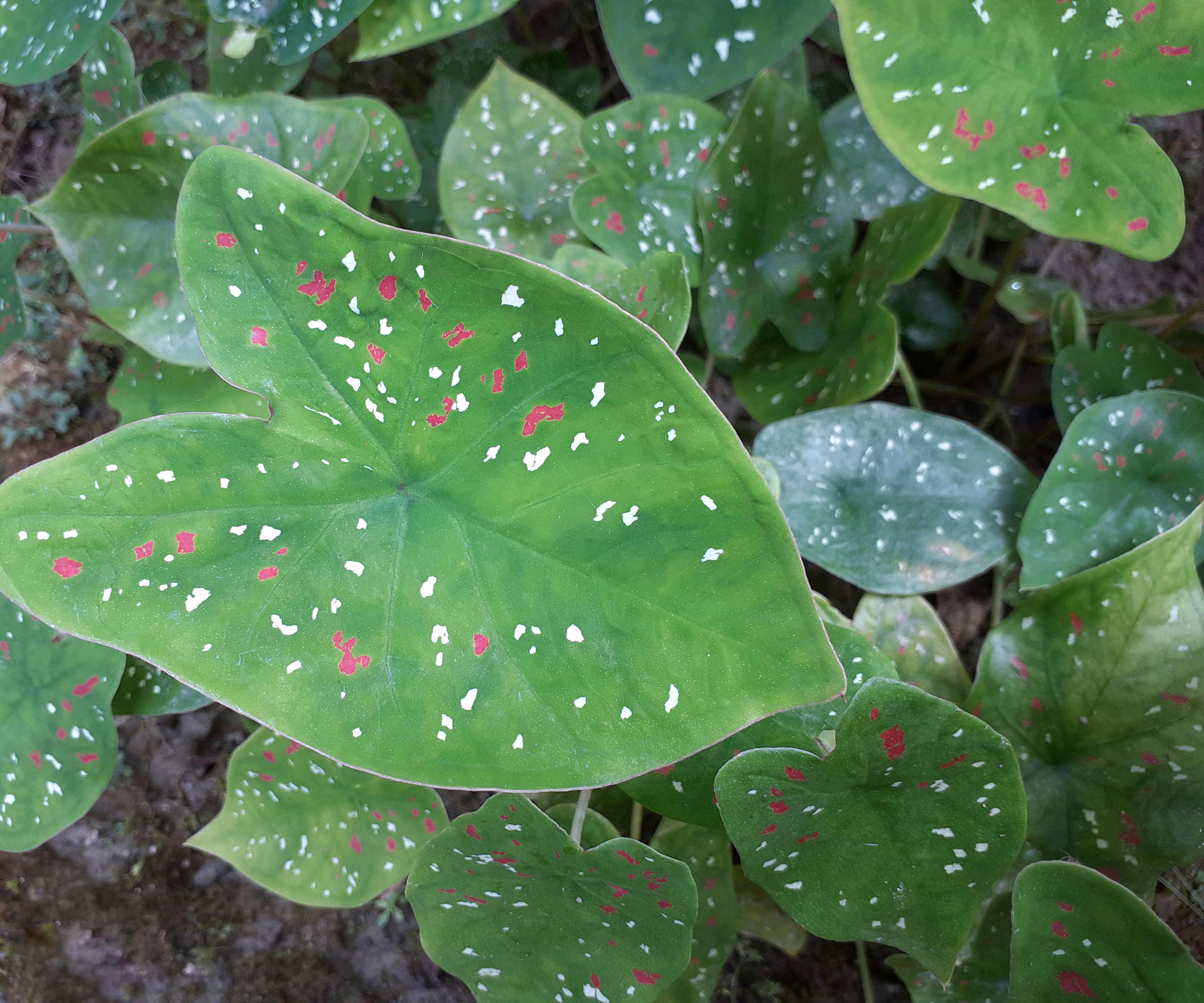 elephant ear plant with pink and white flecked leaves