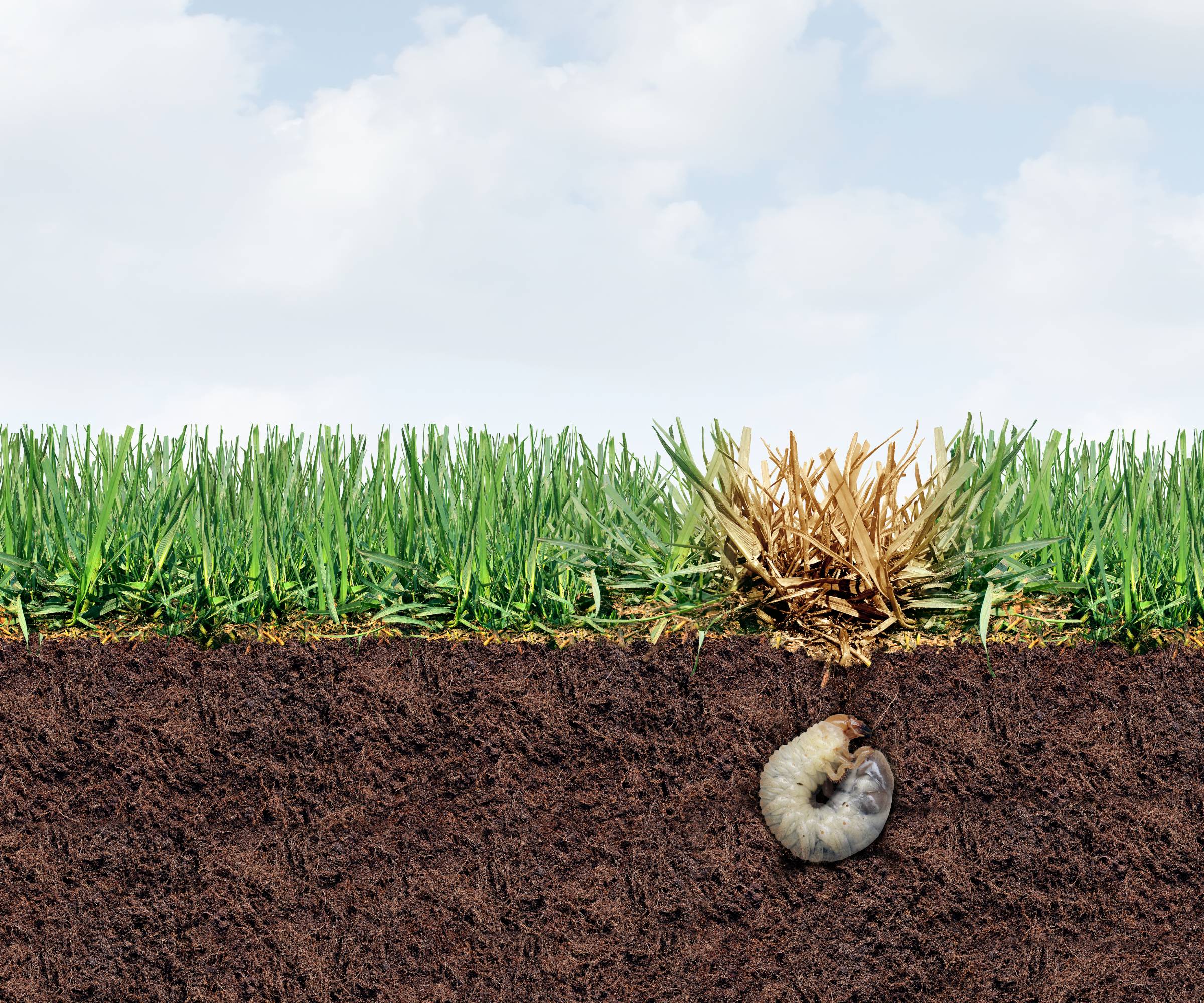 Cutaway image of a lawn grub underground, damaging grass above it
