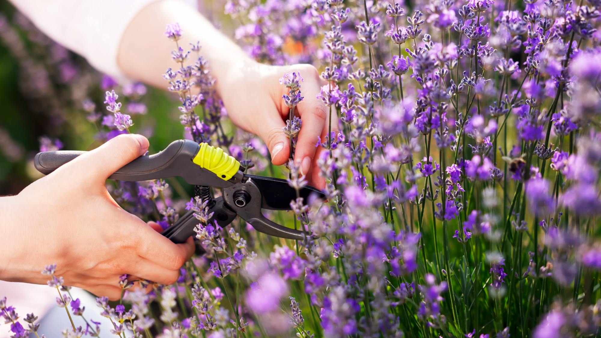 Woman pruning lavender flowers in August Woman pruning lavender flowers in August