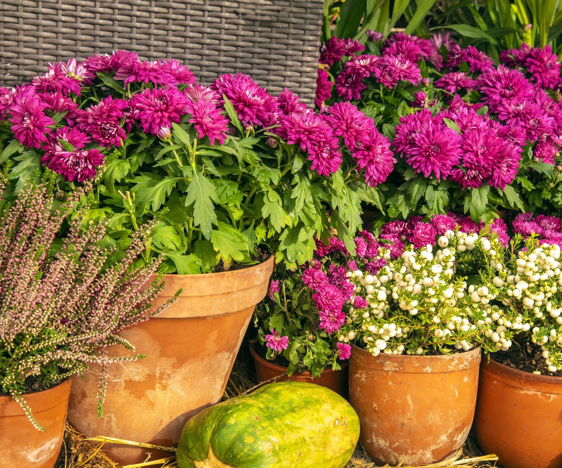 terracotta pots filled with pink and white fall flowers and a large harvested squash