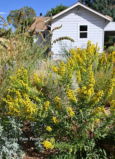 06_Goldenrod.jpg