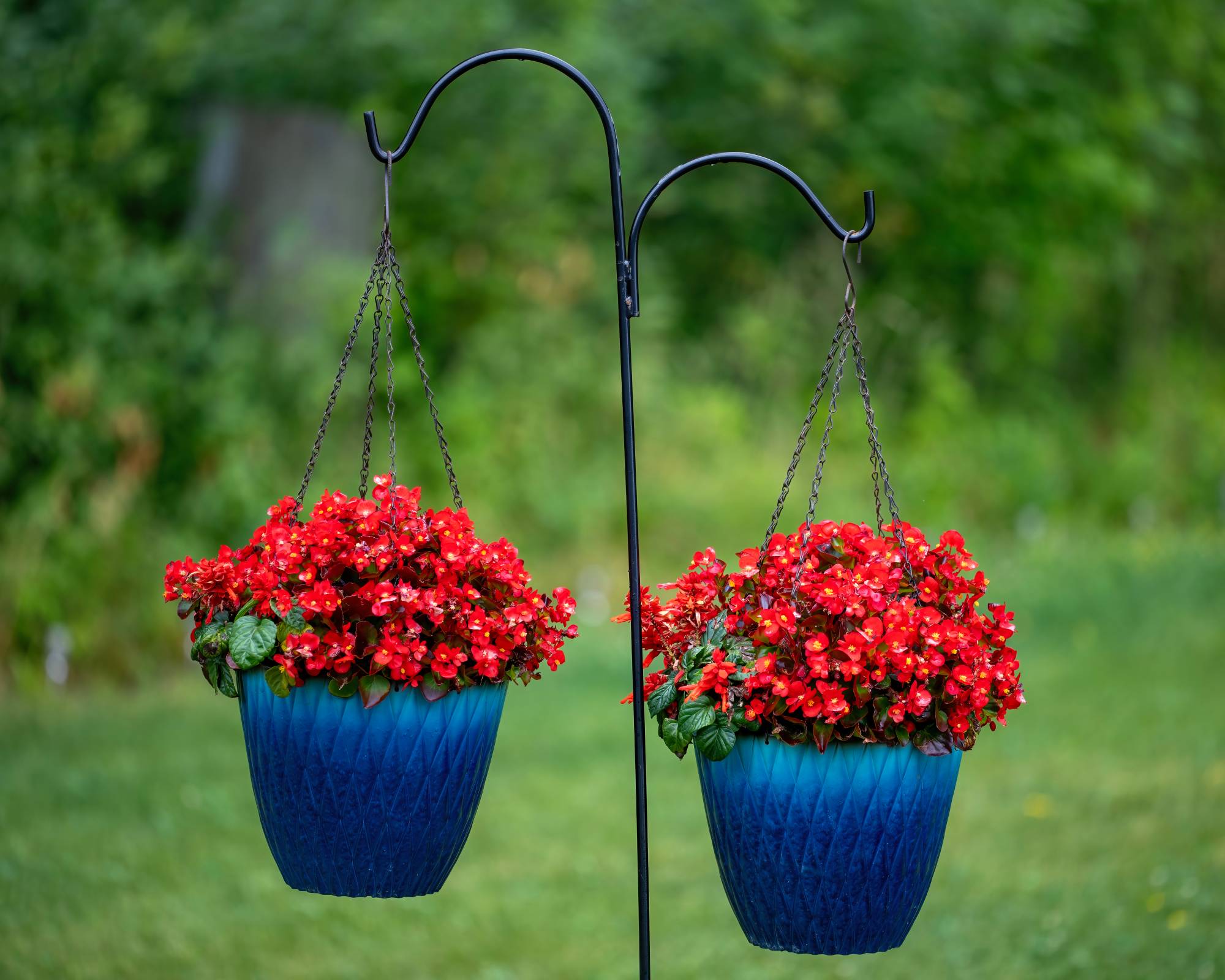 Red begonias in blue hanging pots