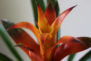 Mothers-day-13-300x200.jpg