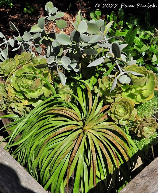 23_Succulent_container.jpg