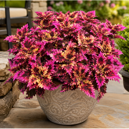 Set of 3 Floridasun Rose Coleus Live Plants 4–6 Inches Tall, Colorful Foliage Plant for Garden, Patio, and Container Growing