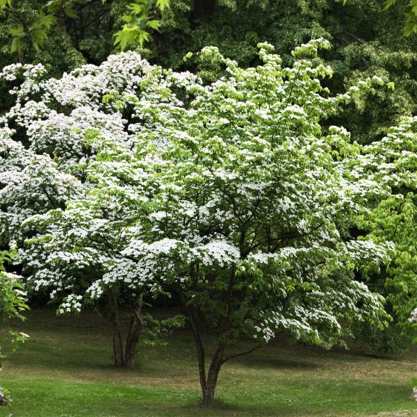 Kousa Dogwood Tree