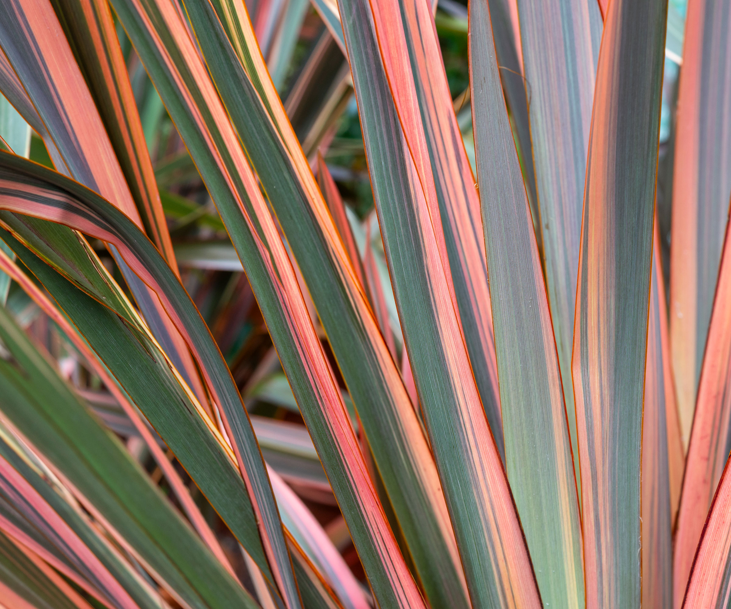 New Zealand flax showing green and pink leaves