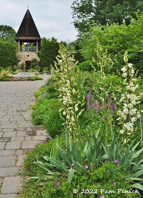 04_Flowering_yucca.jpg