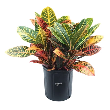 Nature's Way Farms Croton Petra Live Plant (25-30 In. Tall) in Growers Pot Nature's Way Farms Croton Petra Live Plant (25-30 In. Tall) in Growers Pot