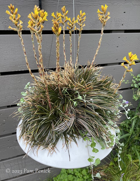 Dyckia_Frazzle_Dazzle_2.jpg