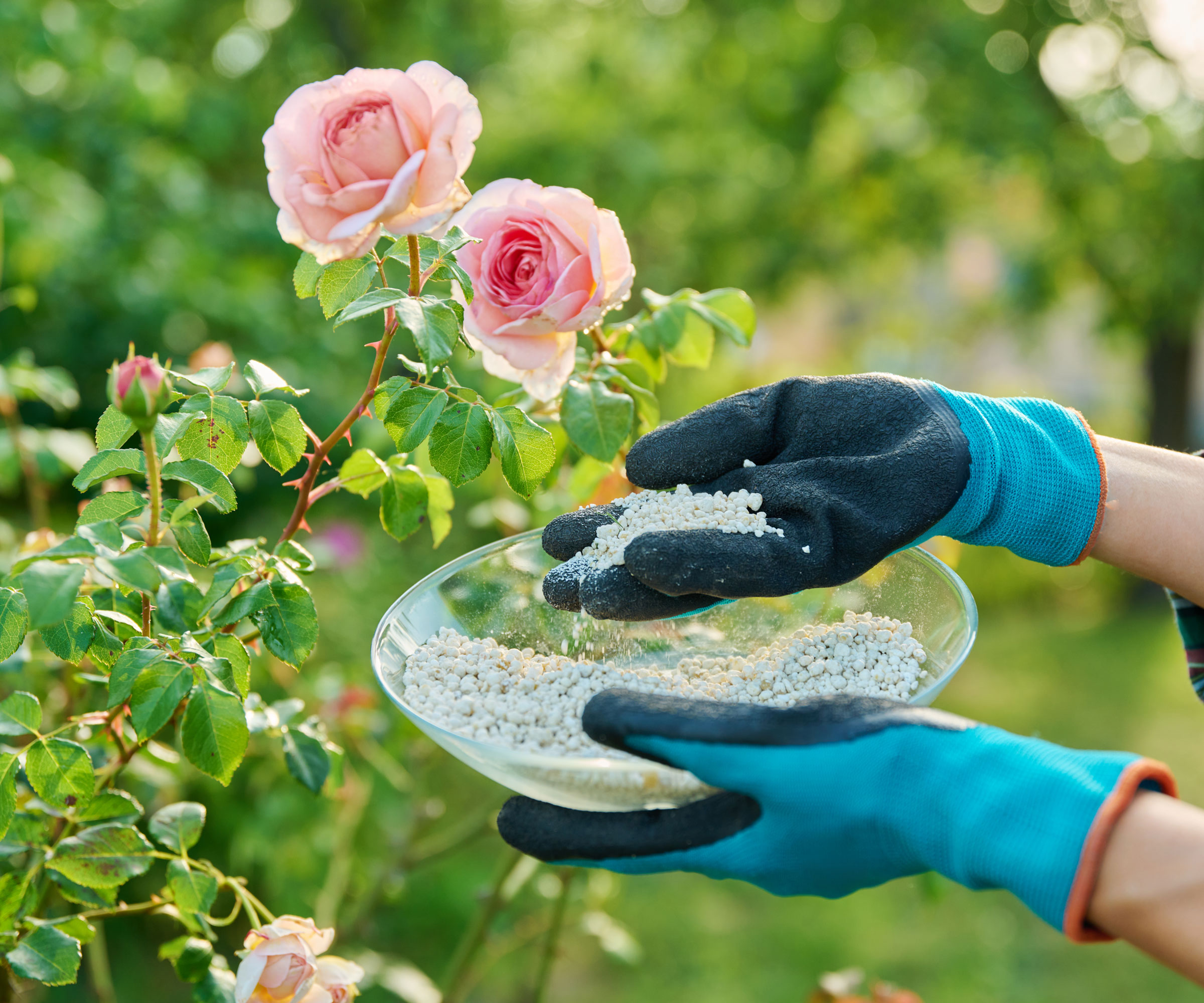 fertilizing pink rose bush with granular plant food and blue gardening gloves