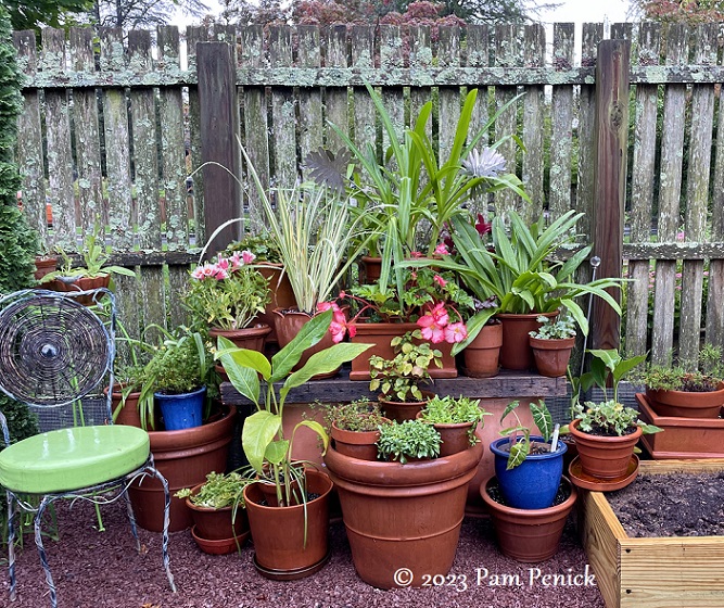 31_Potted_plants.jpg