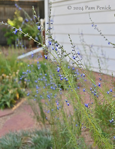 34_Salvia_reptans.jpg