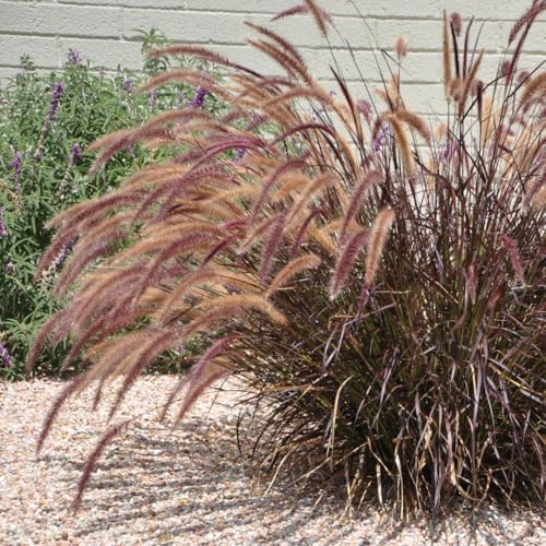2 Grass Ornamental Grasses Seedlings, Live Grass Perennial Hardy Ornamental Plants, Outdoor Planting, 5-9