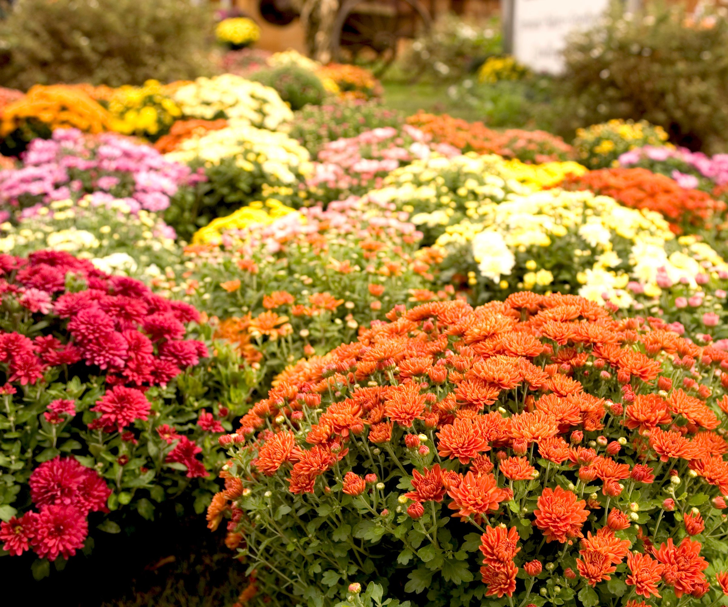 mixed mums in garden border showing different flower colors