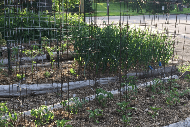 When its too late to transplant tomatoes