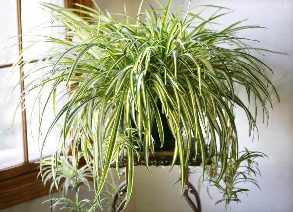 spider-plant-marilyn-hunt.jpg