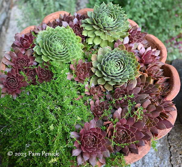 39_Sempervivum_pot.jpg