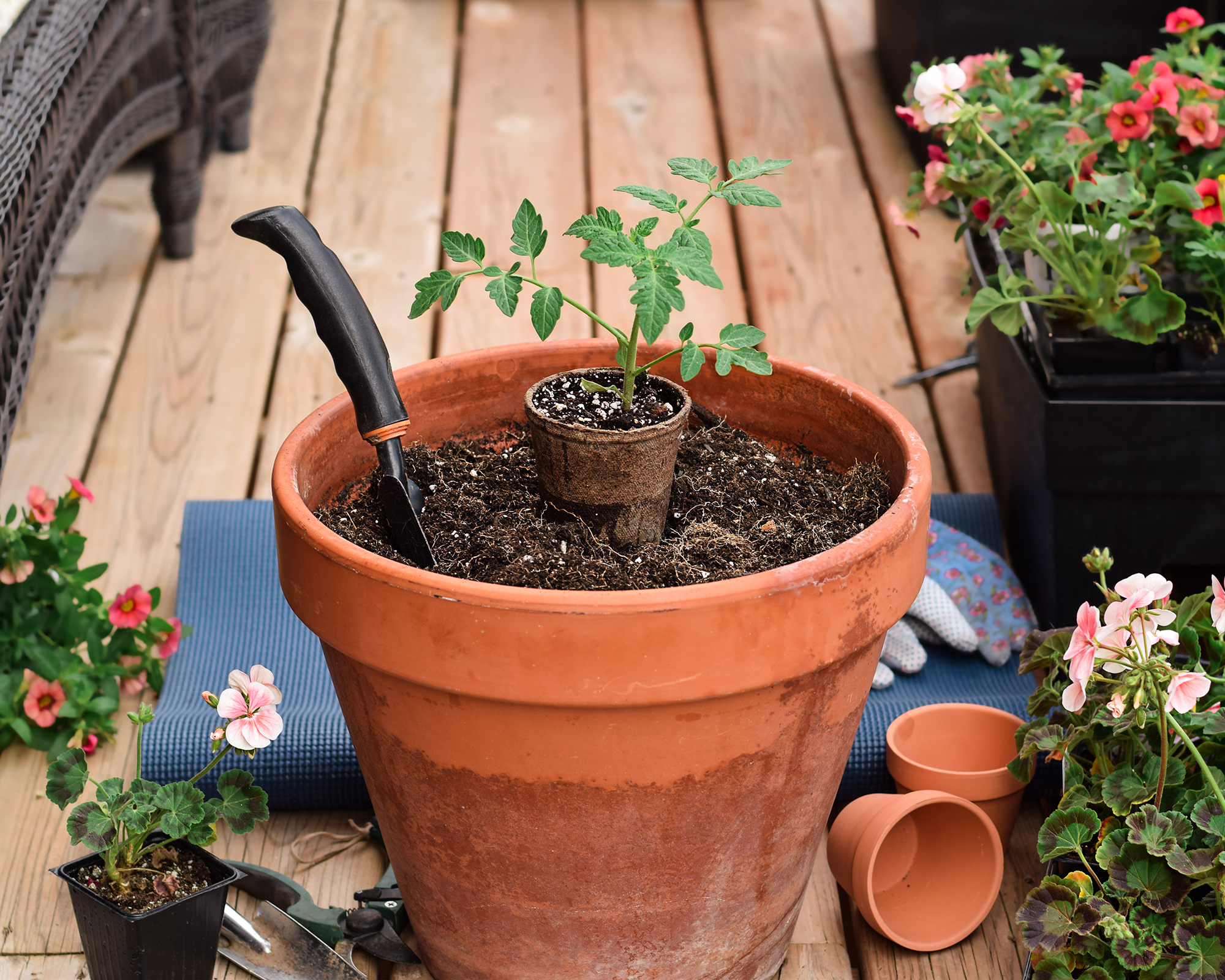 Planting tomato seedling into terracotta pot