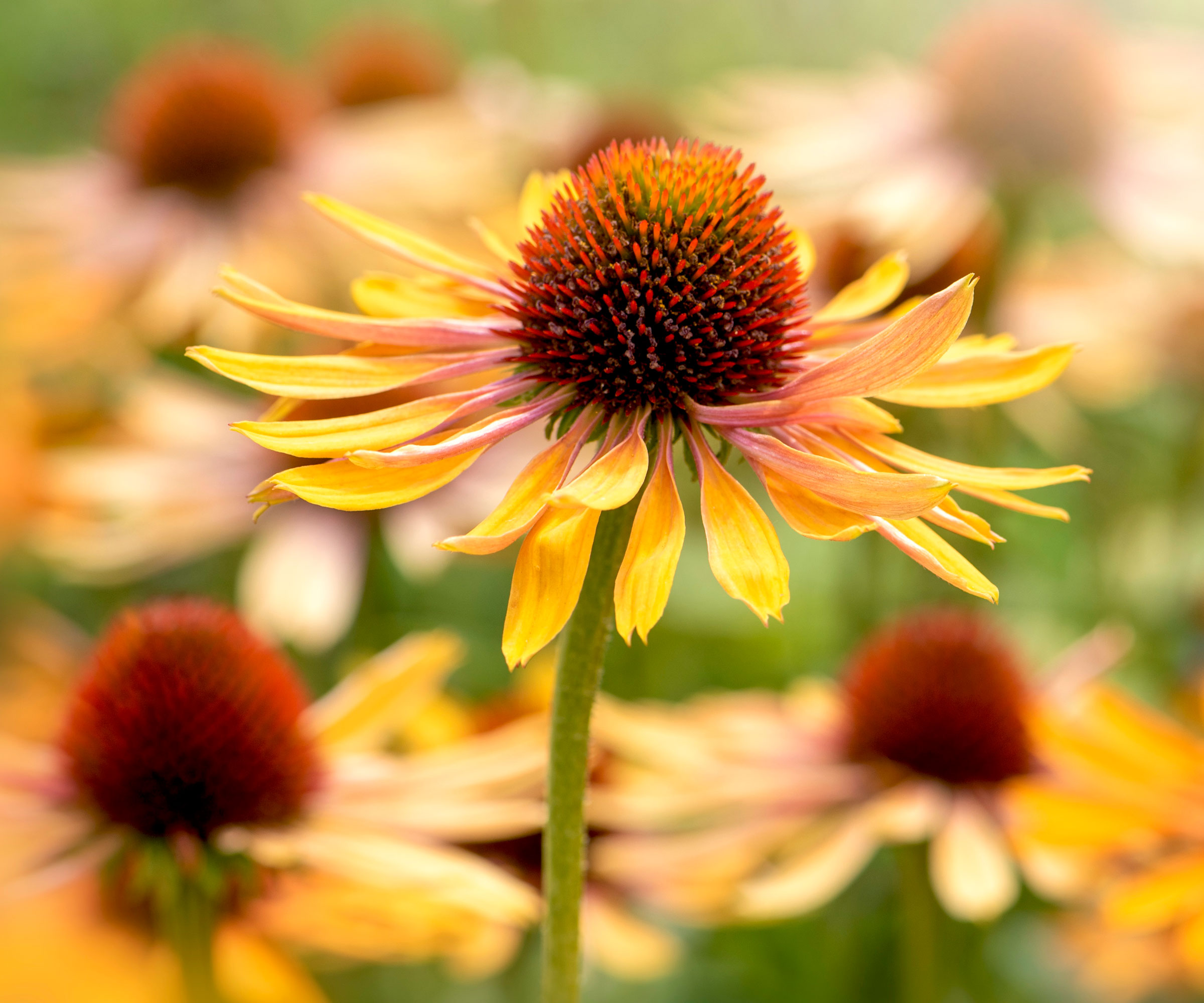 coneflowers in garden with copper gold petals