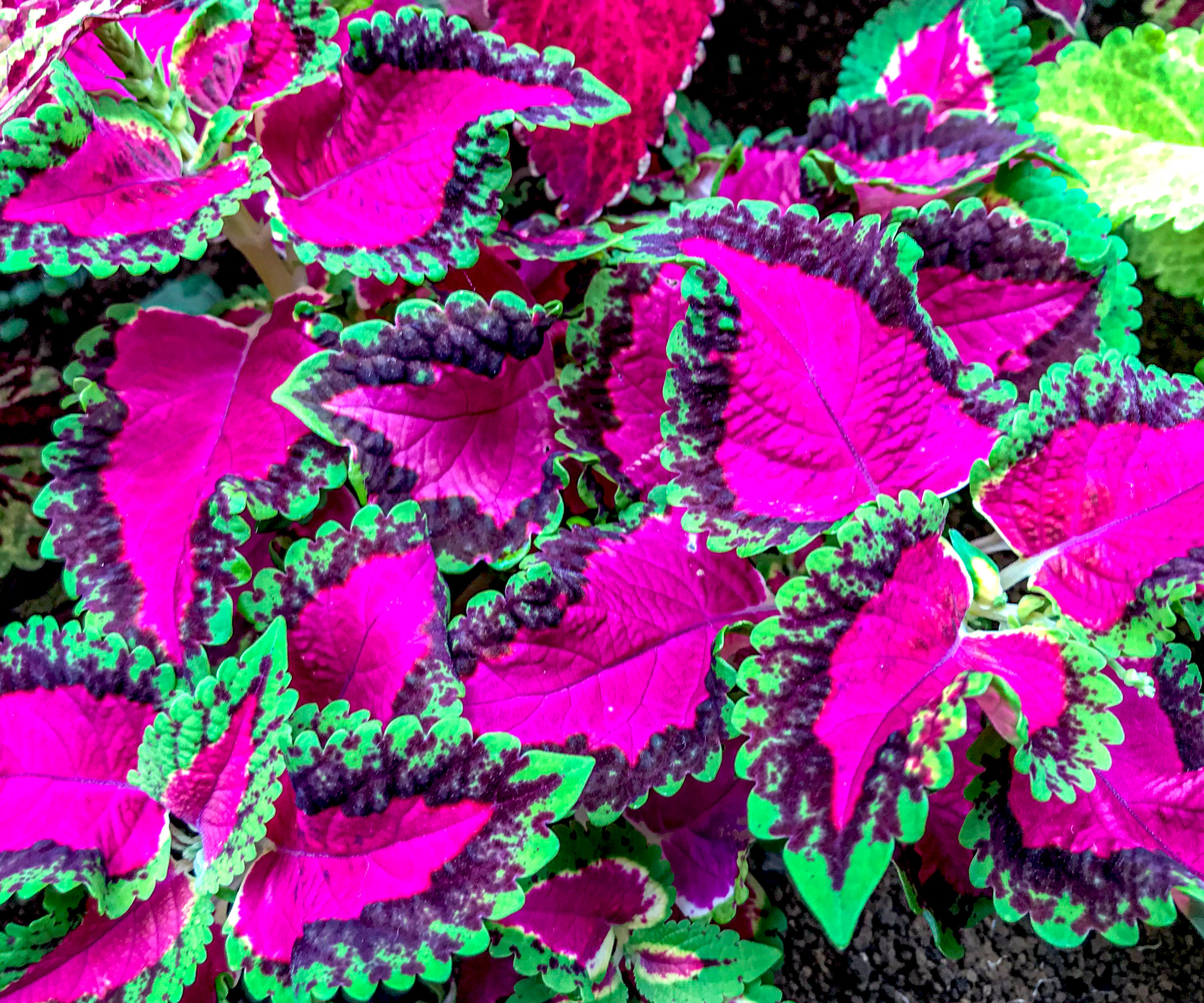 coleus plant with bright pink leaves with green edging