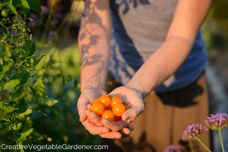 tomatoes that need caging